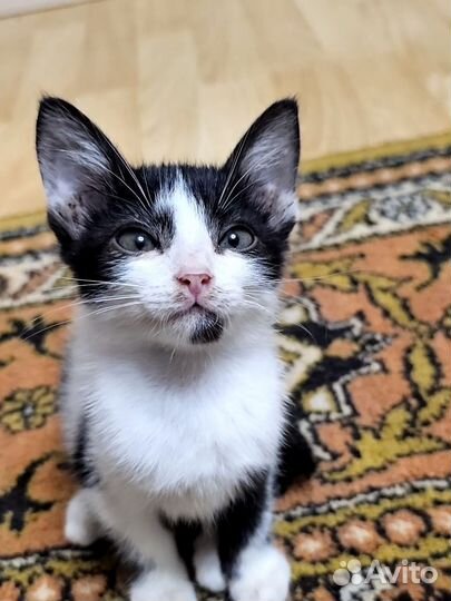 Котята в добрые руки бесплатно