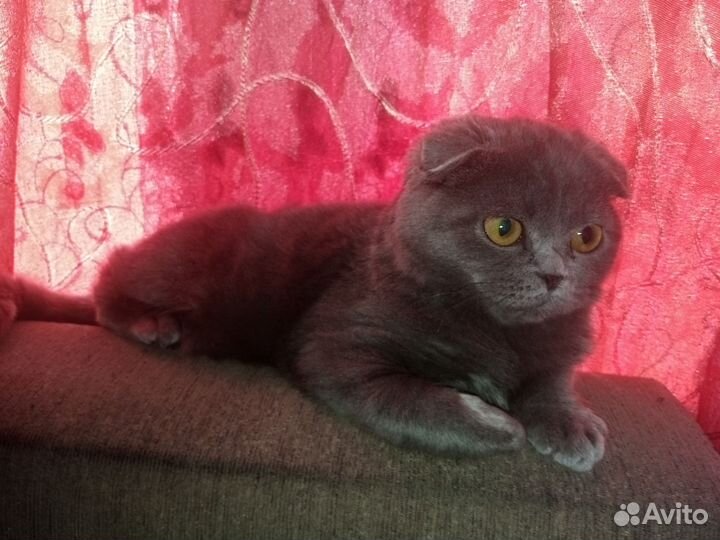 Шотландская вислоухая кошка