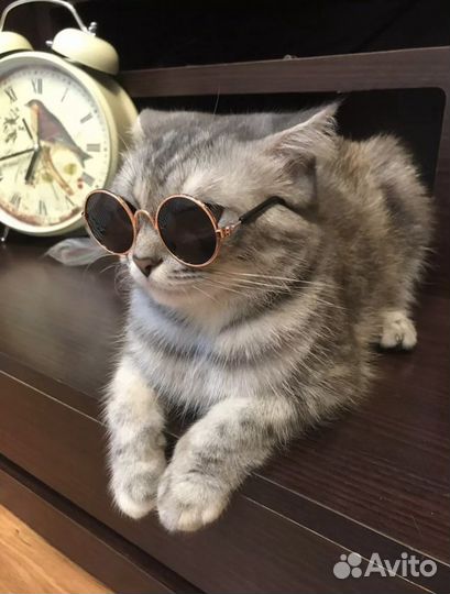 Очки для кота