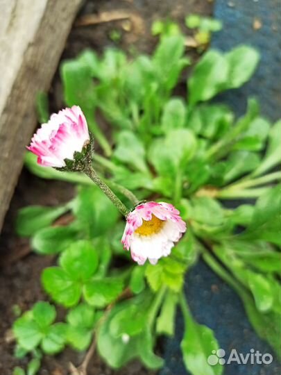 Садовые цветы, многолетники