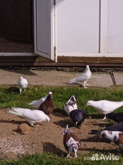 Бойные голуби