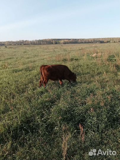 Продажа крс