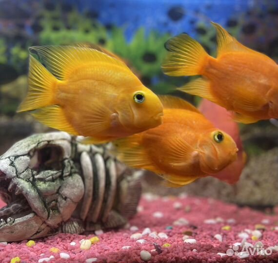 Рыба попугай цихлиды аквариум