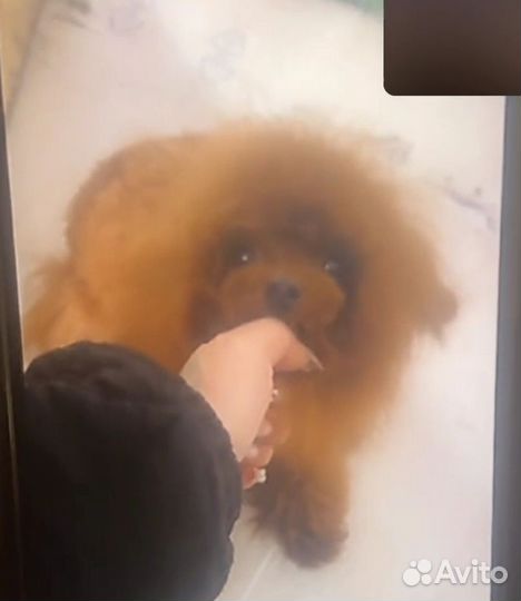 Тикап тедди пудель китай