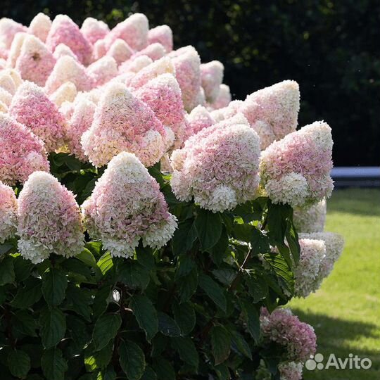 Гортензия Саммер Лав