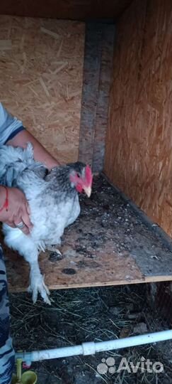 Петухи породистые