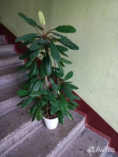 Молочай высота 1 метр