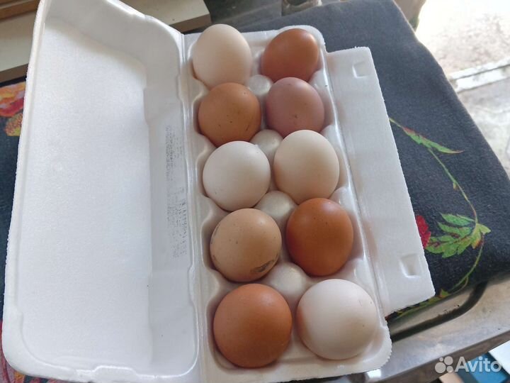 Домашние куриные яйца
