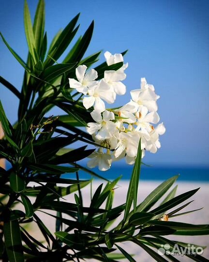 Олеандр цветущий большие кусты много другого