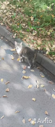 Кошку подбросили на работу