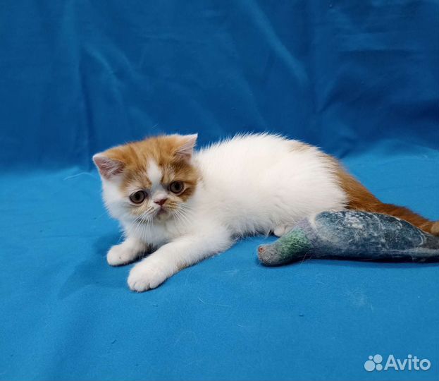 Рыжее чудо - солнышко