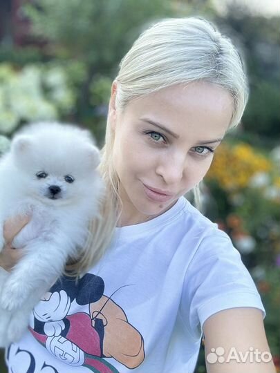 Померанский шпиц мини