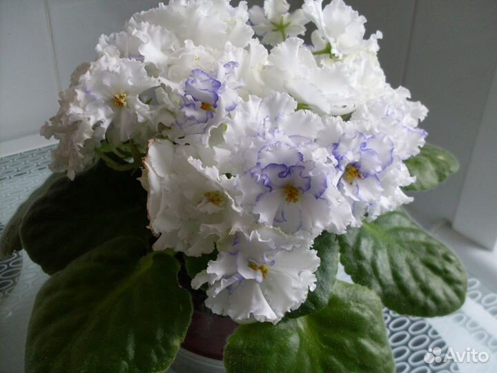 Фиалка белая и фиолетовая - только листочки