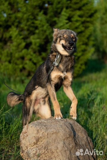 Отдам бесплатно щенки