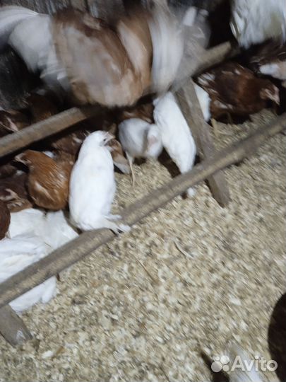 Куры молодки