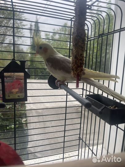 Попугай корелла с клеткой