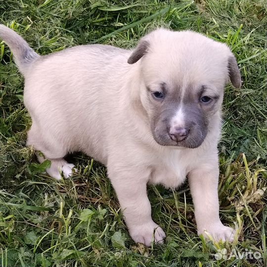 Щенки питбуля