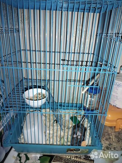 Хомяк с клеткой