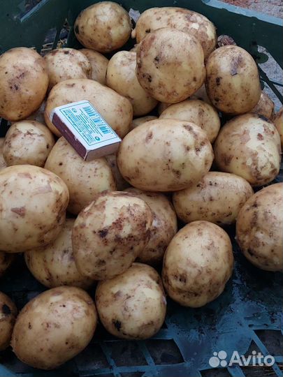 Картофель молодой