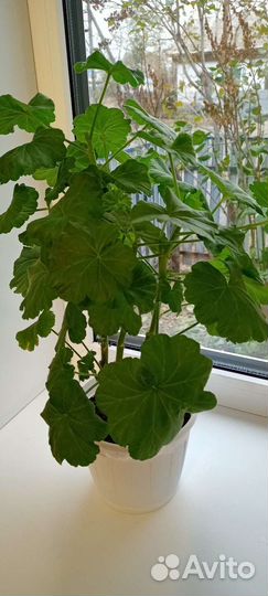 Пеларгония герань