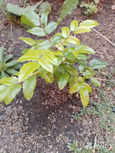 Магония падуболистная