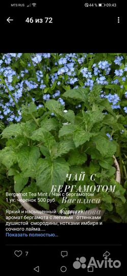 Коллекционная мята