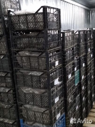 Рассада клубники фриго