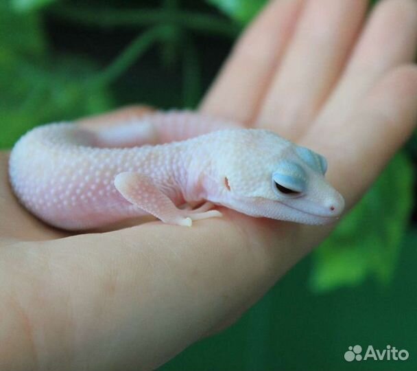 Геккон эублефар