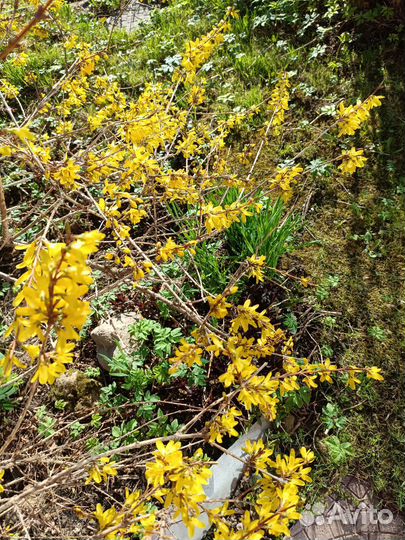 Декоративные кустарники