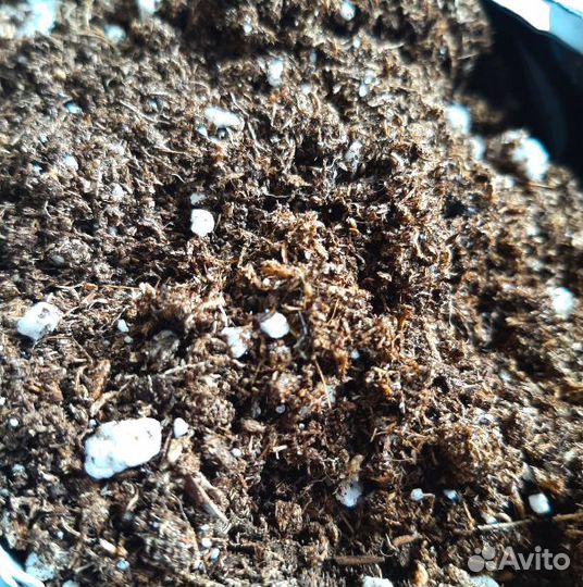 Торф с перлитом (аналог Класманн)