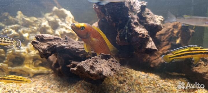 Лампрологус апельсиновый