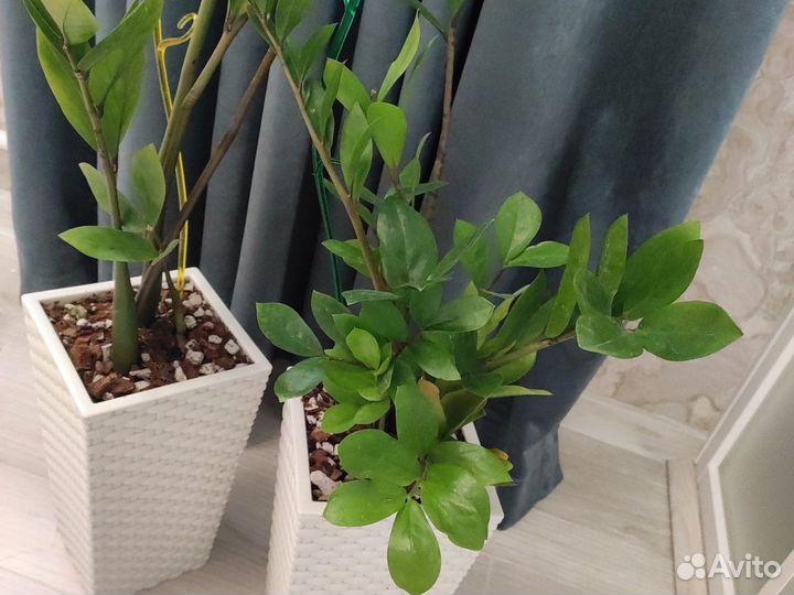 Замиокулькас