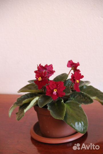 Комнатные цветы