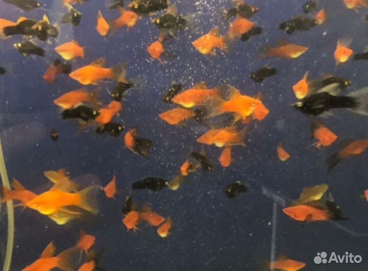 Меченосец 3-4см вилки, флаги, рубины много