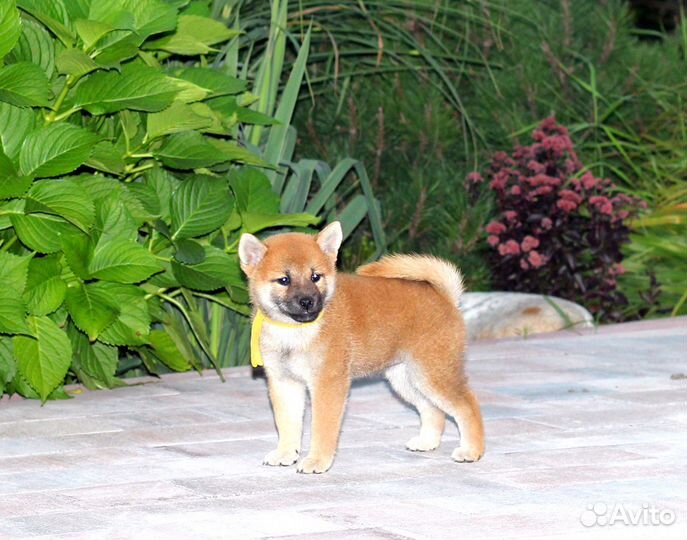 Улыбашка девочка сиба шиба ину