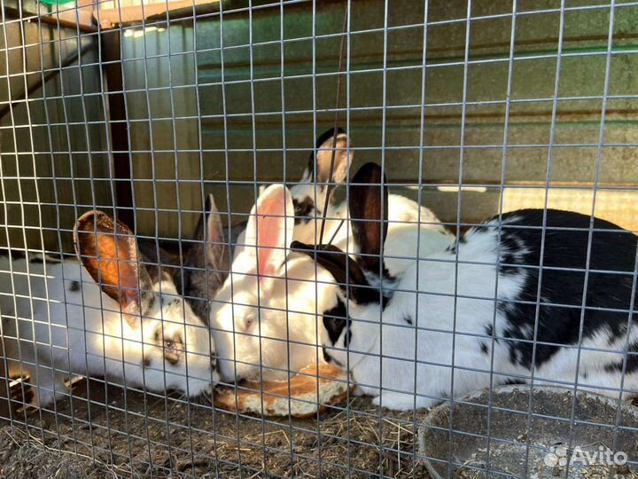 Кролики (самки)