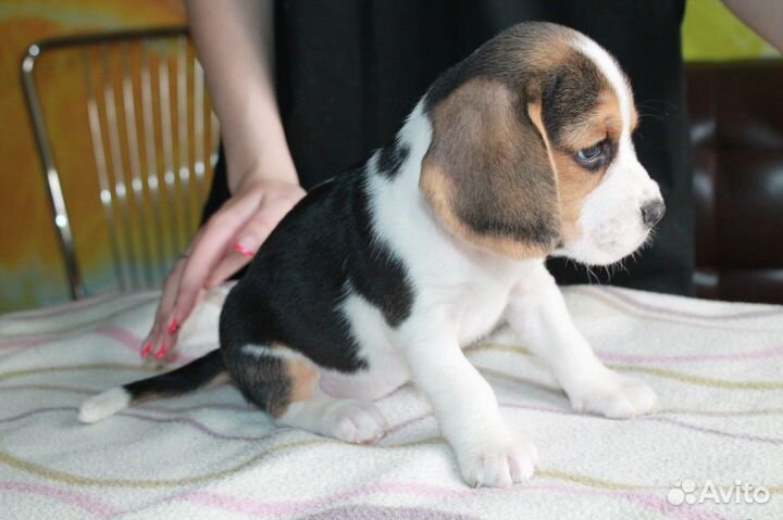 Щенки бигль