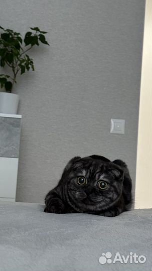 Шотландский кот вязка