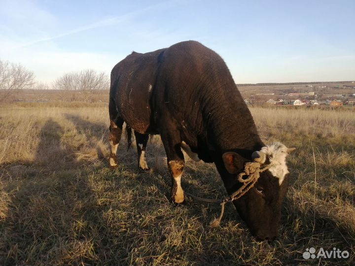 Коровы и бык
