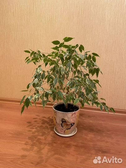 Фикус бенджамина с горшком