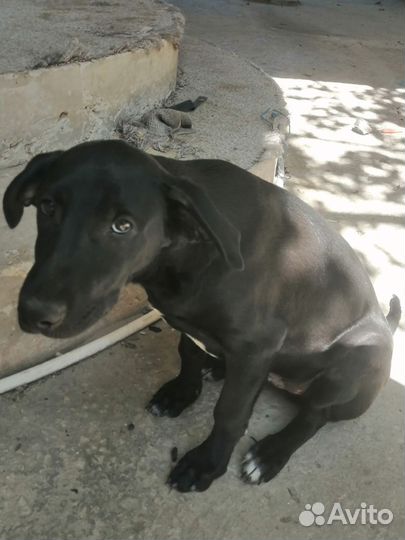 Отдам в добрые руки