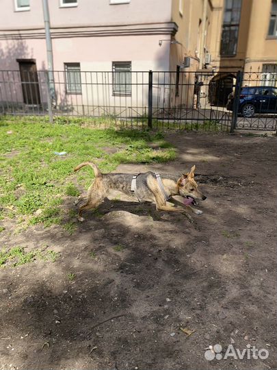 Собака в добрые руки метис грейхаунда