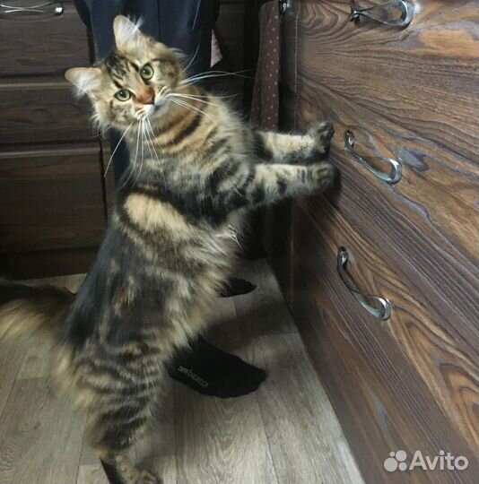 Кошки мейн-кун