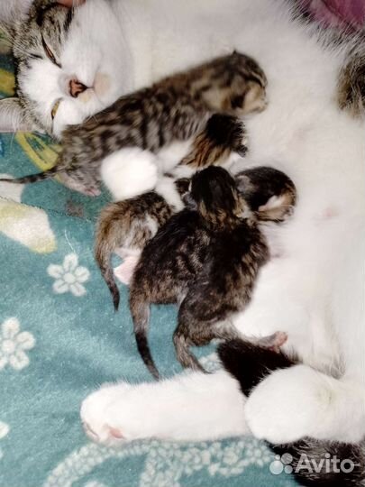 Отдам в добрые руки