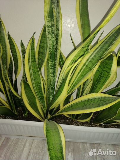 Сансиеверия муншайн