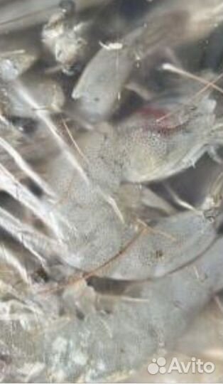 Продам даром на корм животным креветки тигроввые