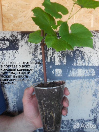 Саженцы винограда