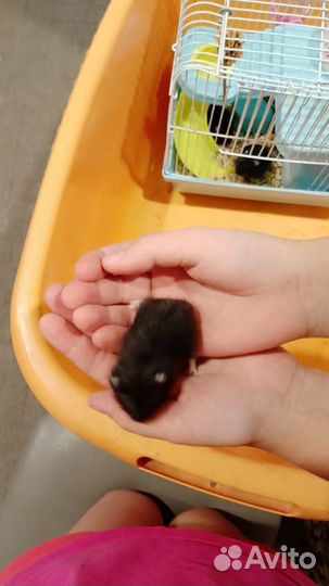 Джунгарский хомяк бесплатно