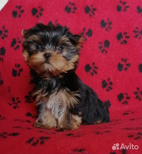 Йоркширский терьер щенки