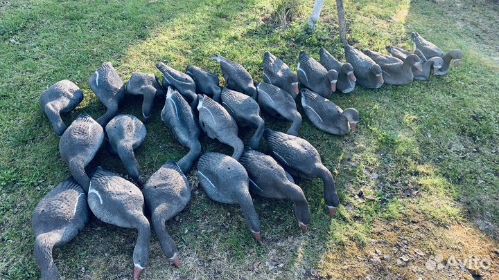 Чучела белолобых гусей